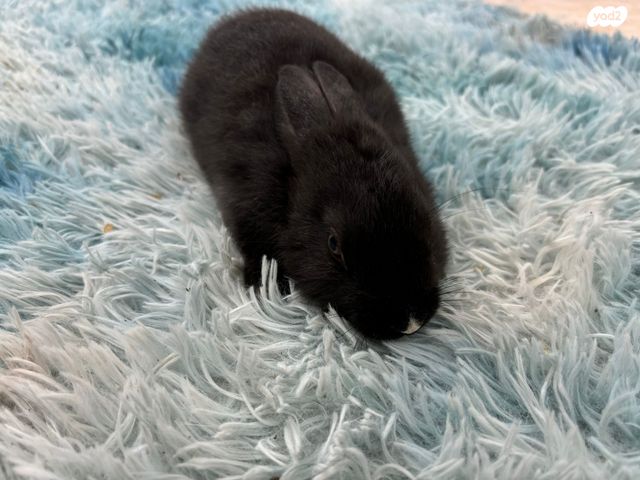 תמונת מודעה - חיות מחמד