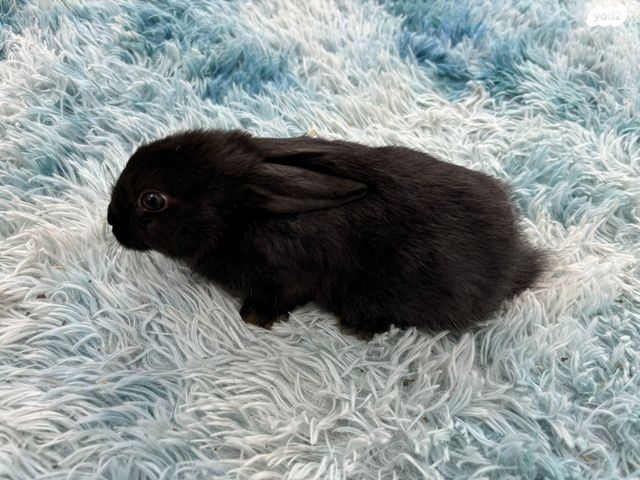 מכרסם ארנב \ שפן