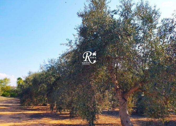 משק חקלאי/ נחלה, סביון