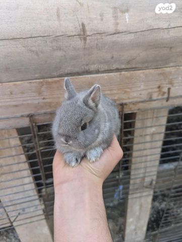 תמונת מודעה - חיות מחמד