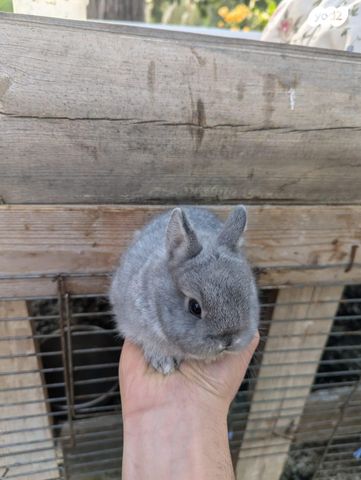 מכרסם ארנב ננסי