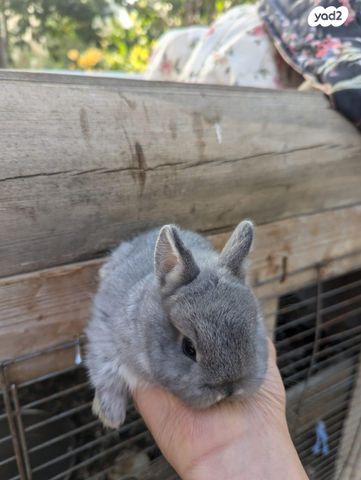 מכרסם ארנב ננסי
