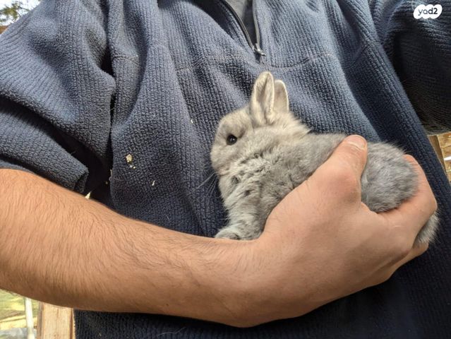 מכרסם ארנב ננסי