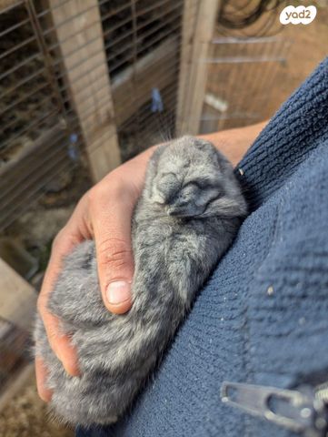 מכרסם ארנב ננסי
