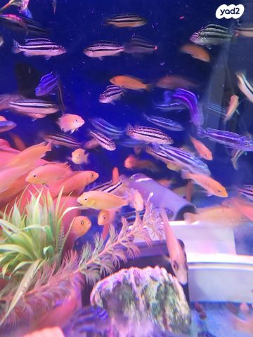 תמונת מודעה - חיות מחמד