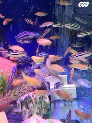 דג ציקלידים