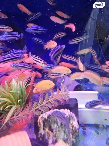 דג ציקלידים