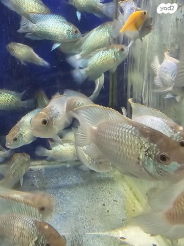 דג ציקלידים