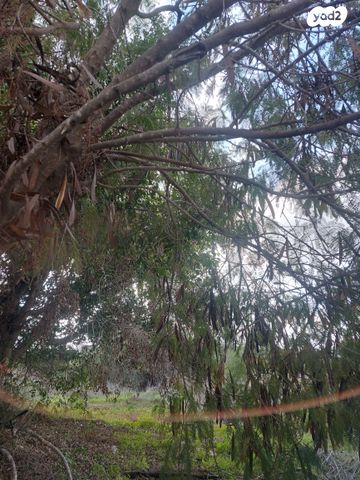 מגרשים, שילת