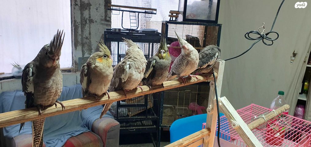 תוכי קוקוטייל