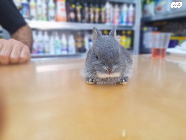 מכרסם ארנב ננסי