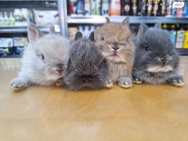 מכרסם ארנב ננסי