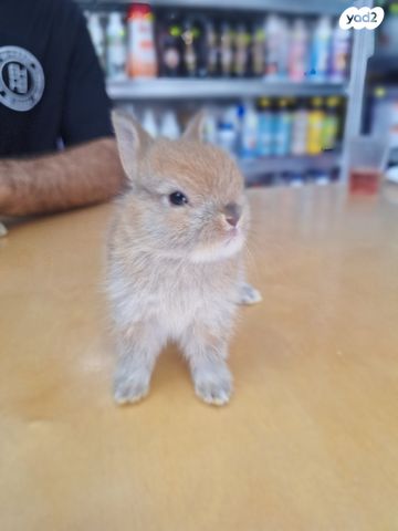 מכרסם ארנב ננסי