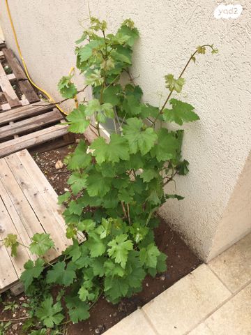 בית פרטי/ קוטג', הנשרים, מרום כנען איביקור, צפת