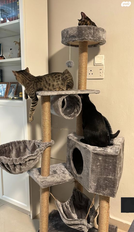 אביזרים | משחקים וצעצועים