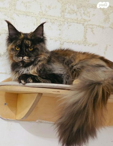 תמונת מודעה - חיות מחמד