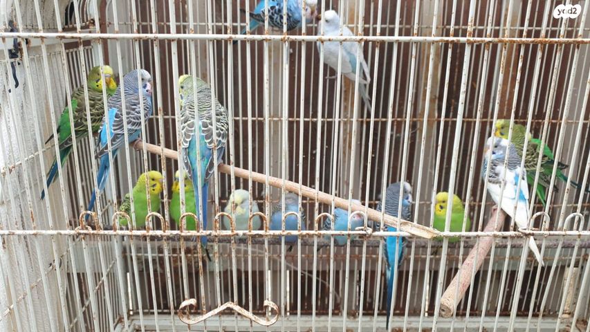 תמונת מודעה - חיות מחמד