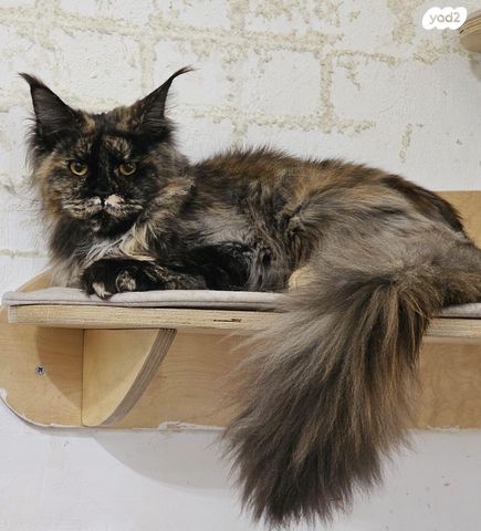 חתול מיין קון