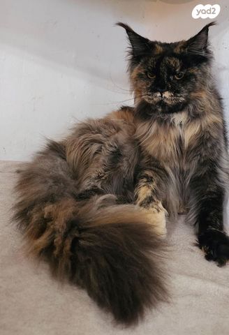 חתול מיין קון