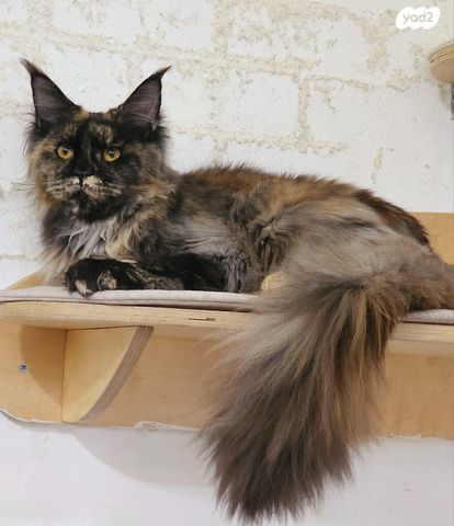 חתול מיין קון