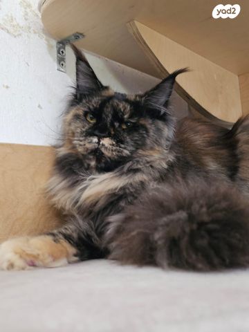 חתול מיין קון