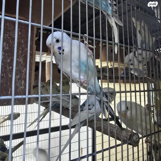 תמונת מודעה - חיות מחמד