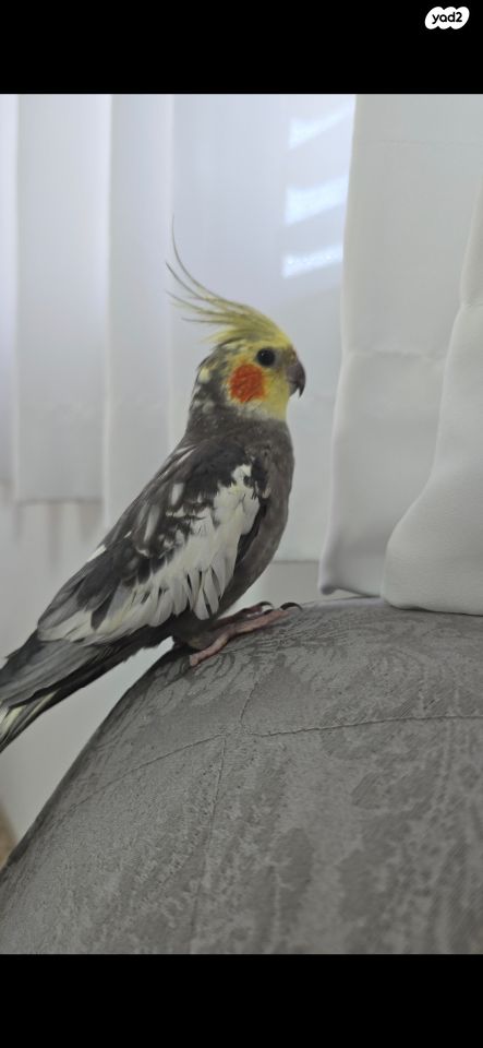 תוכי קוקוטייל