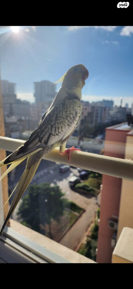 תוכי קוקוטייל