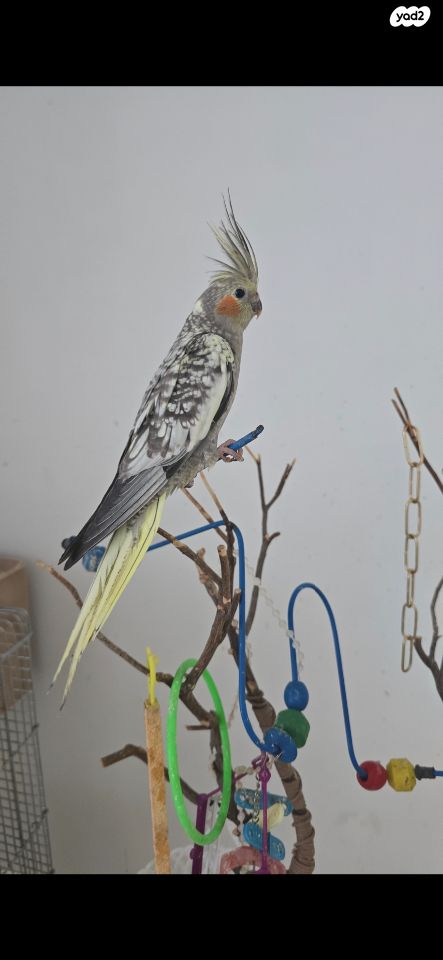 תוכי קוקוטייל