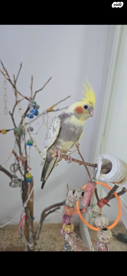 תוכי קוקוטייל