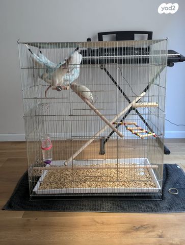 תמונת מודעה - חיות מחמד