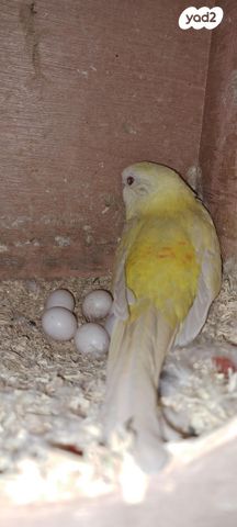 תוכי פרקיטים אוסטרלים