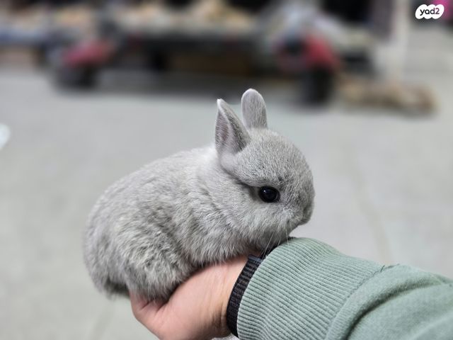 תמונת מודעה - חיות מחמד