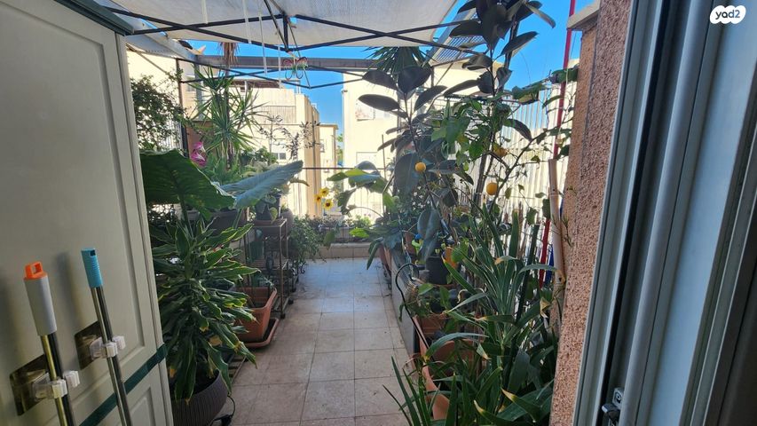 דירה, שיזף, השופטים צפון, רמלה