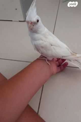 תוכי קאקריקים