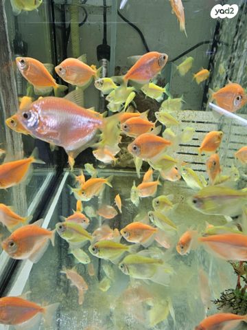 תמונת מודעה - חיות מחמד