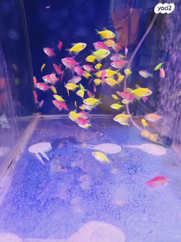 דג נאוויתים