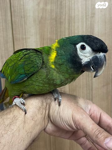 תוכי אקלקטוס