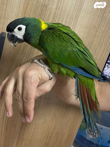 תוכי אקלקטוס