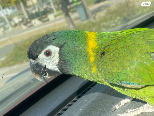 תוכי אקלקטוס