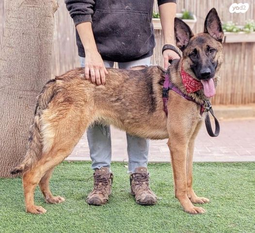 תמונת מודעה - חיות מחמד