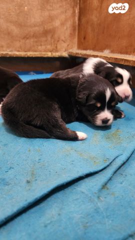 כלב רועים אוסטרלי