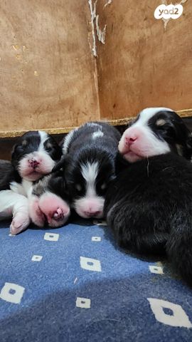 כלב רועים אוסטרלי