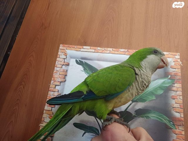 תוכי קאקריקים