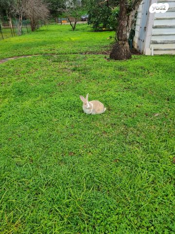 בית פרטי/ קוטג', ארלוזורוב, נווה עובד, יהוד מונוסון