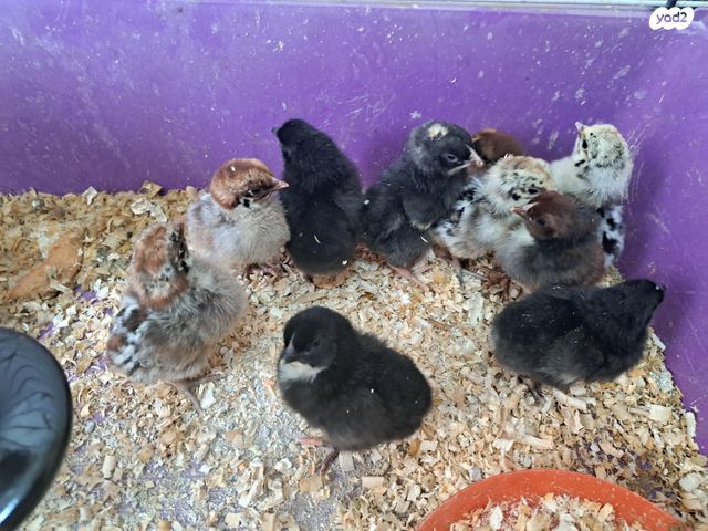 תמונת מודעה - חיות מחמד