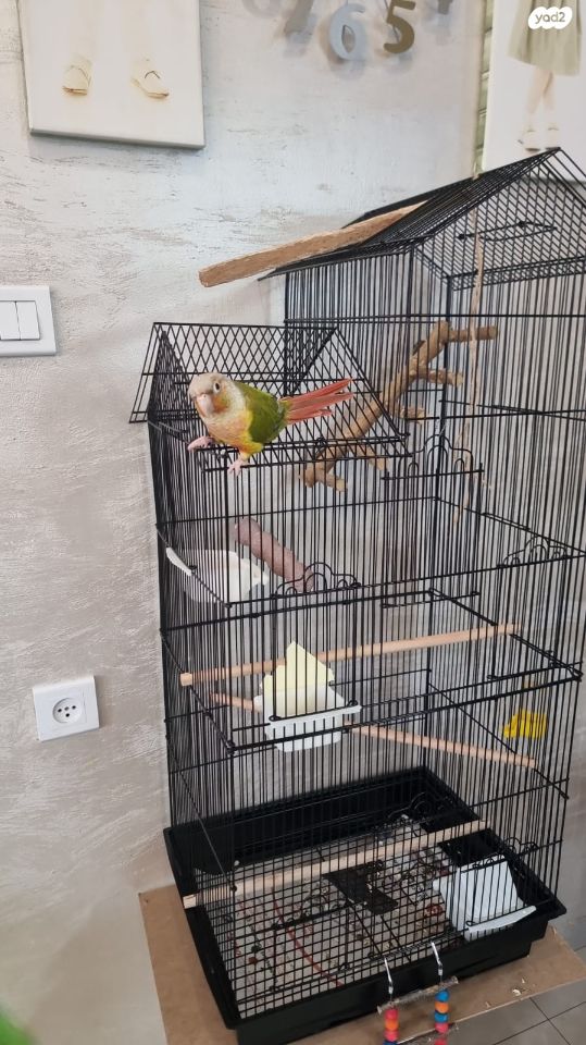 אביזרים | כלוב האכלת יד