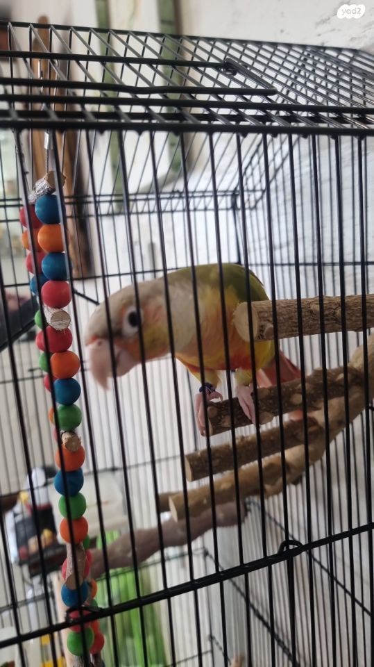 אביזרים | כלוב האכלת יד