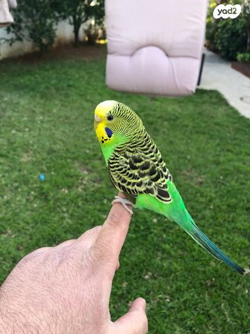 תמונת מודעה - חיות מחמד