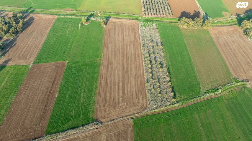 מגרשים, הזורעים